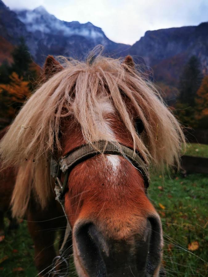 Вілла Skalca Камнишка Бистриця Екстер'єр фото