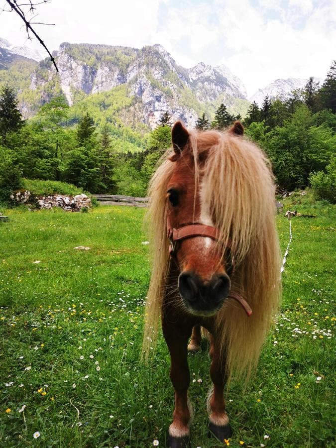 Вілла Skalca Камнишка Бистриця Екстер'єр фото